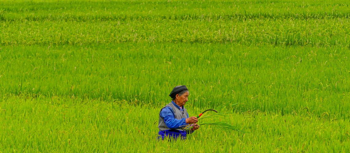 You can rent bikes from the Yangshuo Mountain Retreat